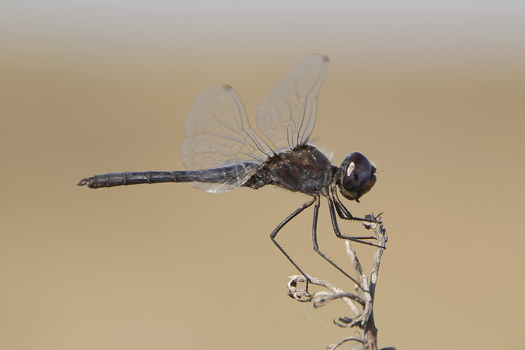 Selysiothemis nigra